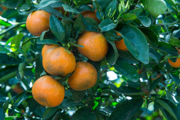 istock Close-up of Mandarin Fruit Ripening 675441118