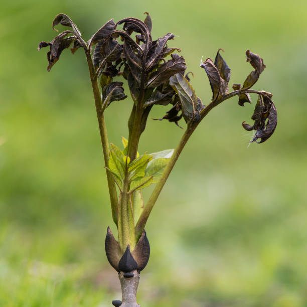 Ash dieback fungus (Hymenoscyphus fraxineus) on European ash