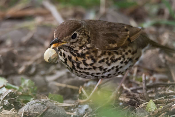Song thrush (Turdus philomelus) with broken snail in beak