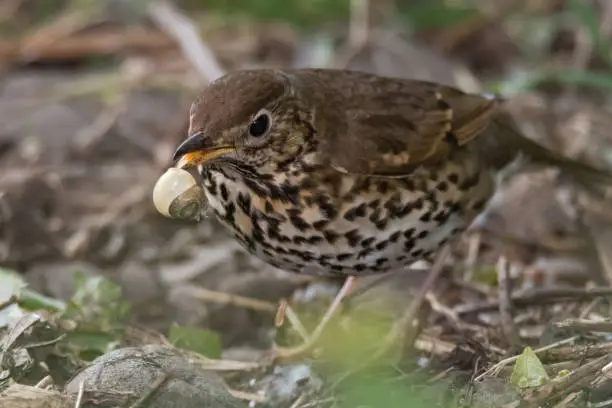 Photo of Song thrush (Turdus philomelus) with broken snail in beak