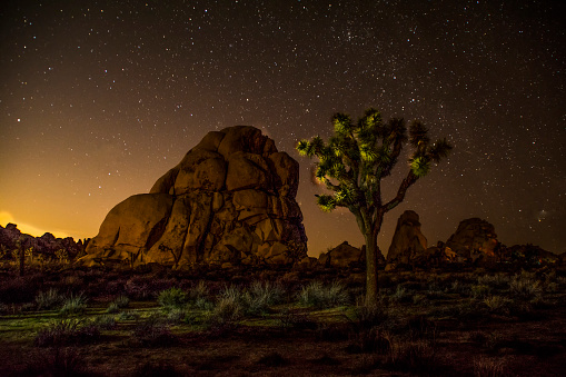 A Yucca Tree with Jumbo Rocks with a night sky