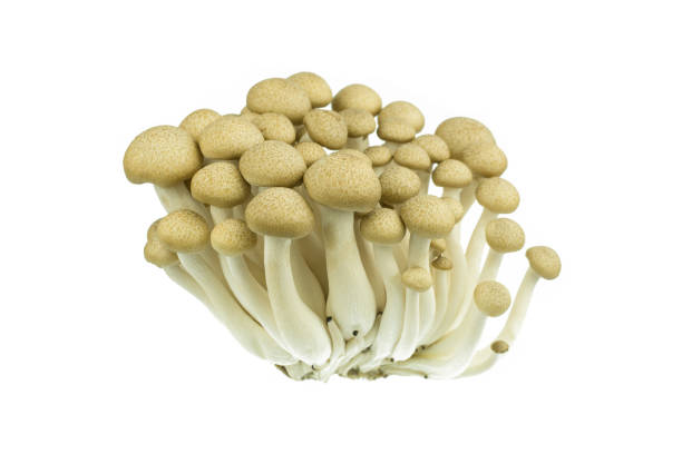 istock Japanese Brown Beech Mushrooms Buna Shimeji isolated on white 675445792