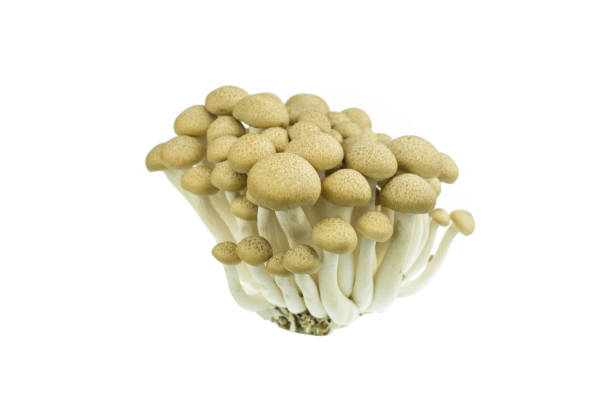 istock Japanese Brown Beech Mushrooms Buna Shimeji isolated on white 675445838