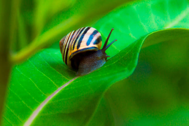 istock Snail on a Milkweed 675446094