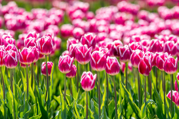istock Tulips on the field 675449022