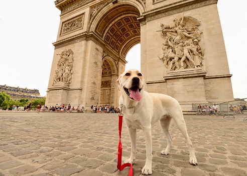 dog posing at the Arc de Triomphe