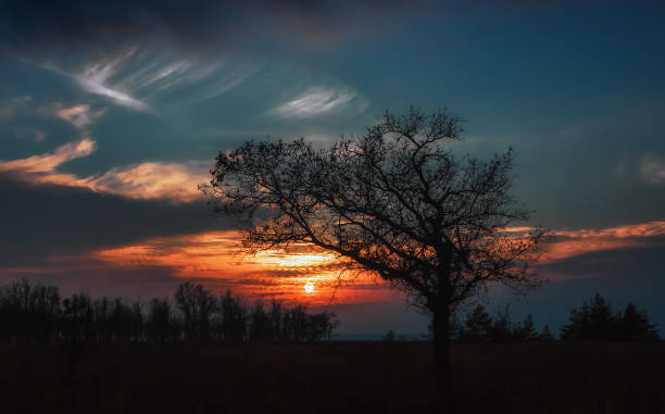 istock Silhouette Of Oak At Sunset 675452718