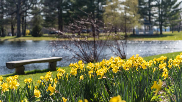 daffodils in a park - daffodil spring flower new england imagens e fotografias de stock