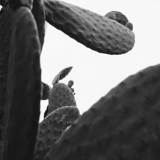 Unusual cactus abstract pattern. Black and white square picture. Poster, postcard template.