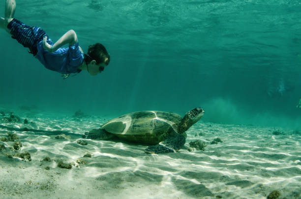 criança e a tartaruga - mergulho autónomo - fotografias e filmes do acervo