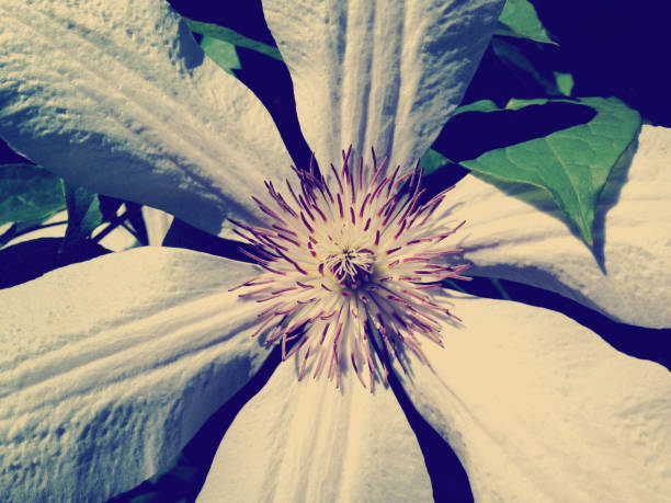 17-291 Close-up of a clematis flower stock photo