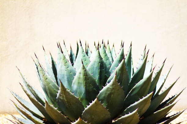 istock Sharp Leaves of Blue Agave (American Aloe) Plant, Morning Light 675463514