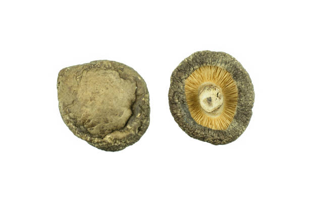 istock Dried Shiitake Mushroom isolated on white background 675463546