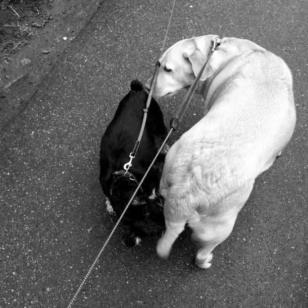 istock A meeting. Friendly dog rite of greeting. 675466042