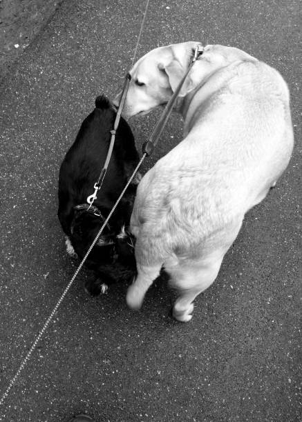 A meeting. Friendly dog rite of greeting.