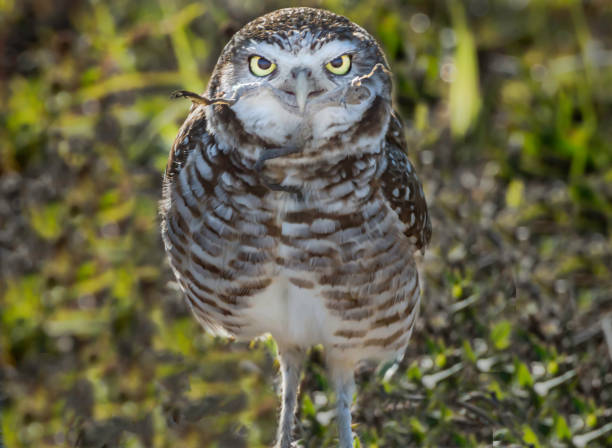 istock Burrowing Owl in Cape Coral Florida 675466276