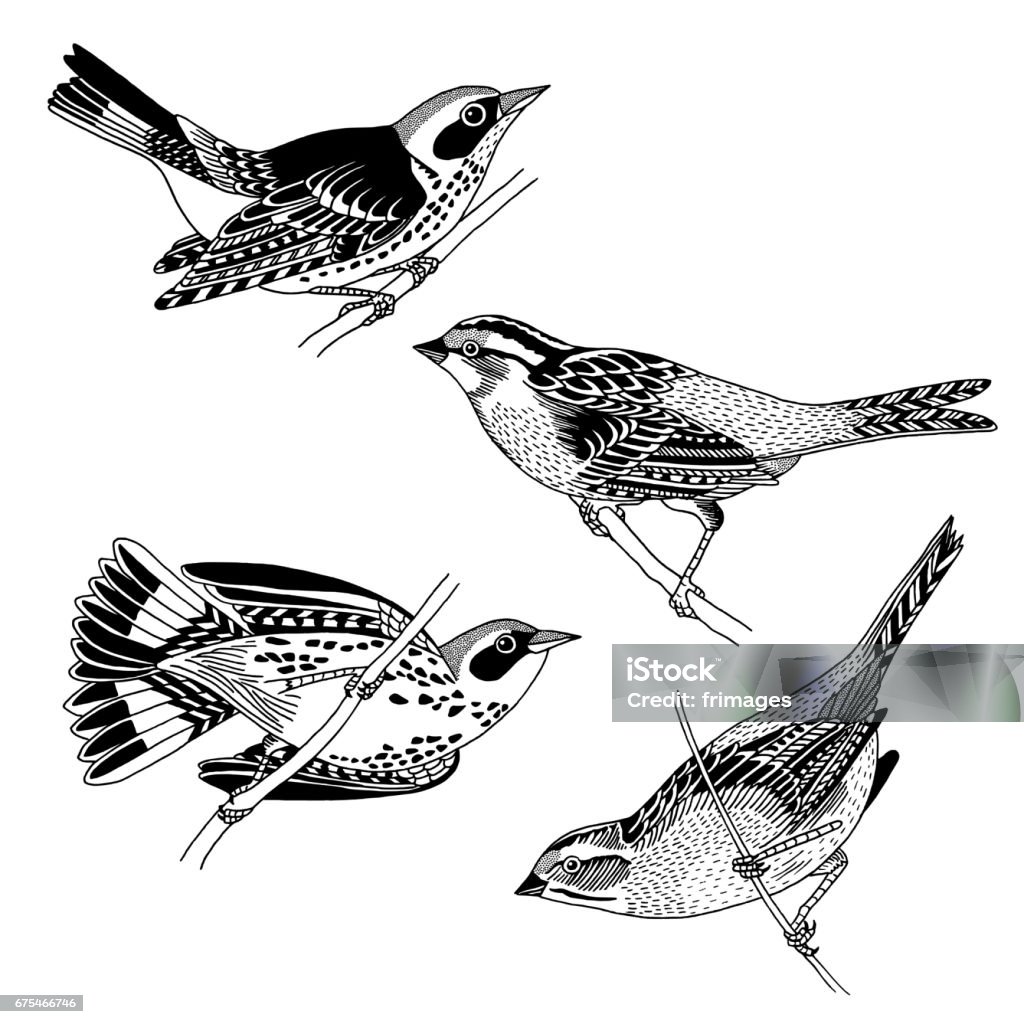 Hand drawn sparrows and warblers Black and white ink illustration of  sparrows and warblers Sparrow stock vector