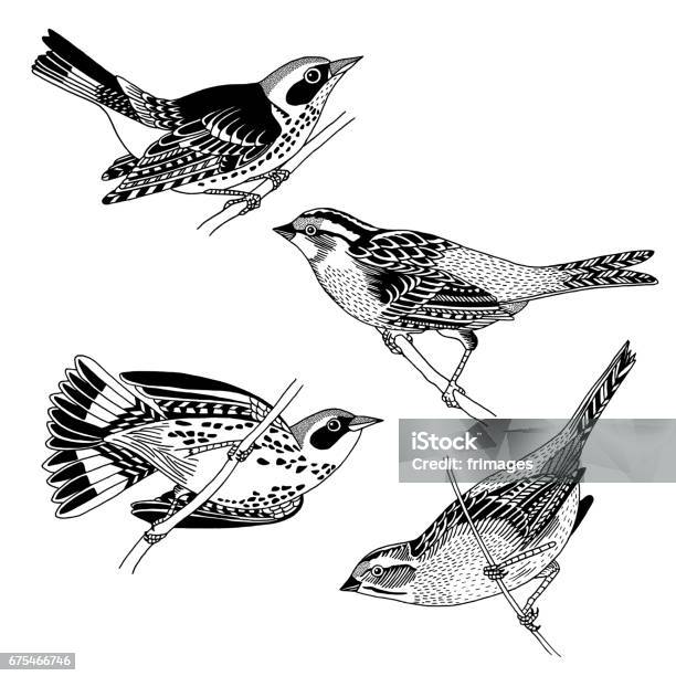 Hand Drawn Sparrows And Warblers Stock Illustration - Download Image Now - Sparrow, Black And White, Bird