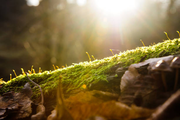 Sun beams on growing tiny fir tree Pinus over forest background, flare lighting effect