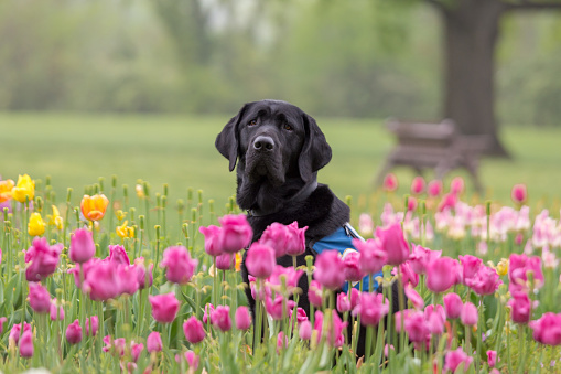 A black labrador retriever looking at the camera sits among pink and yellow tulips at the Netherlands Carillon in Arlington, Virginia