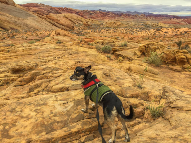 istock Dog on the stone 675471862