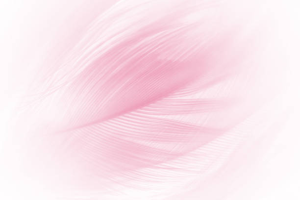 istock soft pink vintage color trends chicken feather texture background 675472144