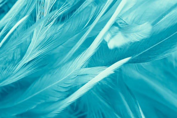 istock green turquoise vintage color trends chicken feather texture background 675472148