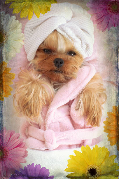 istock Yorkshire Terrier Lying Down Having her Spa Treatment 675472634