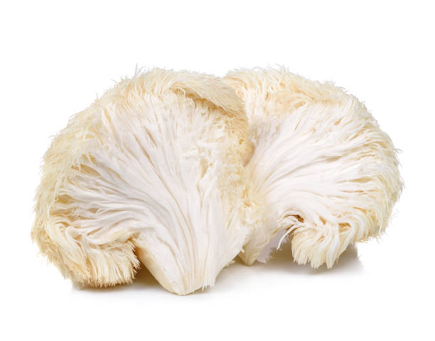 istock lion mane mushroom isolated on white background 675475512