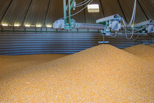 Grain bin full of corn with stirring augers.