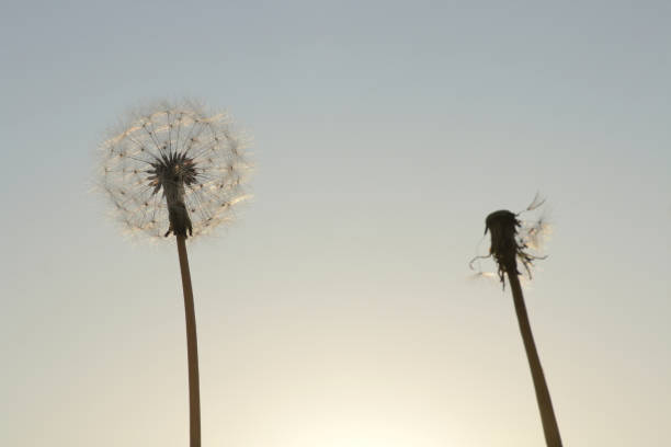 istock dandelion seeds on sunrise 675475692