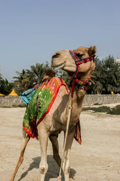 istock Camels in Dubai 675475956