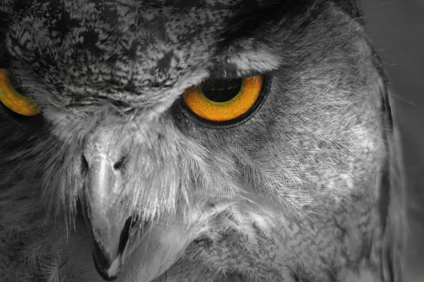 istock Horned Owl - Selective Coloring and Wildlife Background 675476014