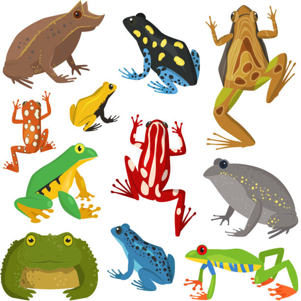 frosch cartoon tropischen tieren cartoon amphibien-vektor-illustration - bullfrog frog amphibian wildlife stock-grafiken, -clipart, -cartoons und -symbole