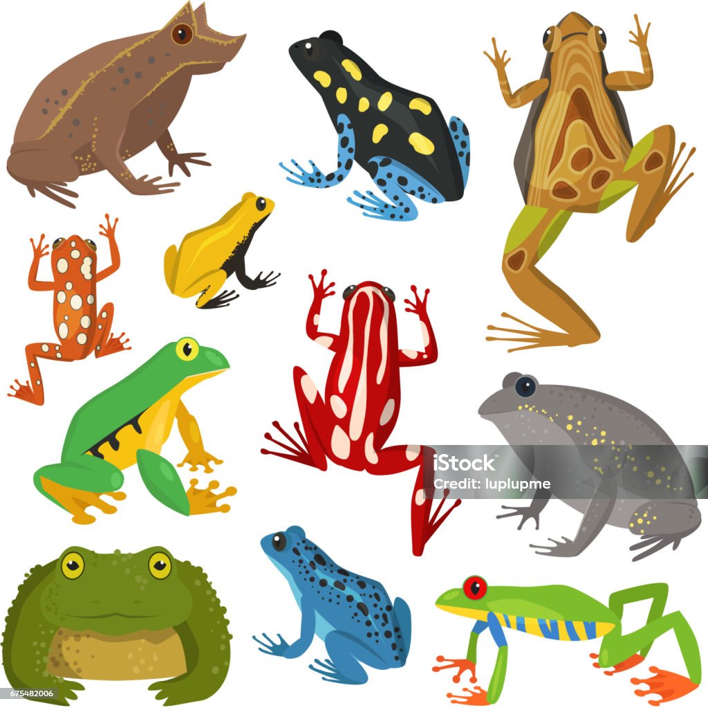 Frog cartoon tropical animal cartoon amphibian vector illustration Frog cartoon tropical animal cartoon nature icon funny and isolated mascot character wild funny forest toad amphibian vector illustration. Graphic ecosystem croaking hop drawin Frog stock vector