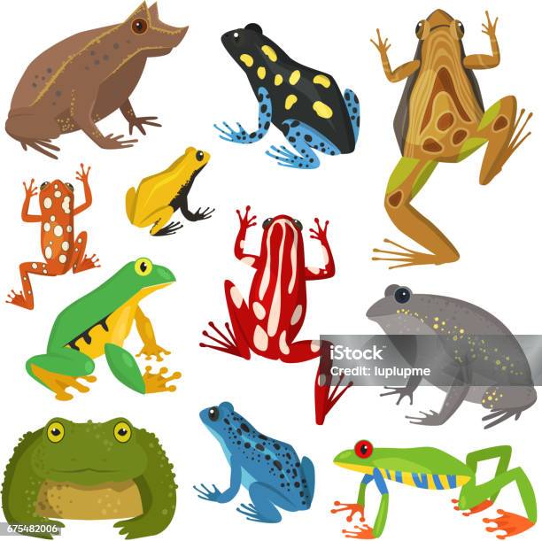 Frog Cartoon Tropical Animal Cartoon Amphibian Vector Illustration Stock Illustration - Download Image Now