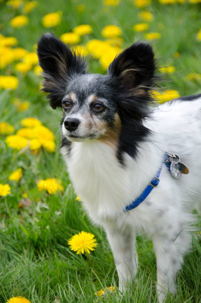 istock Tricolor male papillon posing in dandelion meadows 675482060
