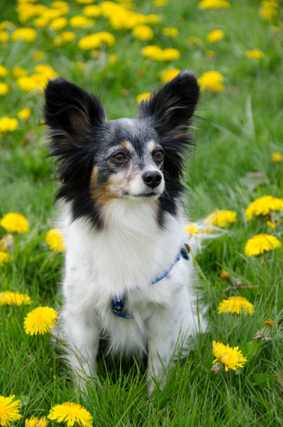istock Tricolor male papillon posing in dandelion meadows 675482098