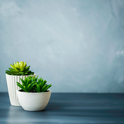 Desk with succulents