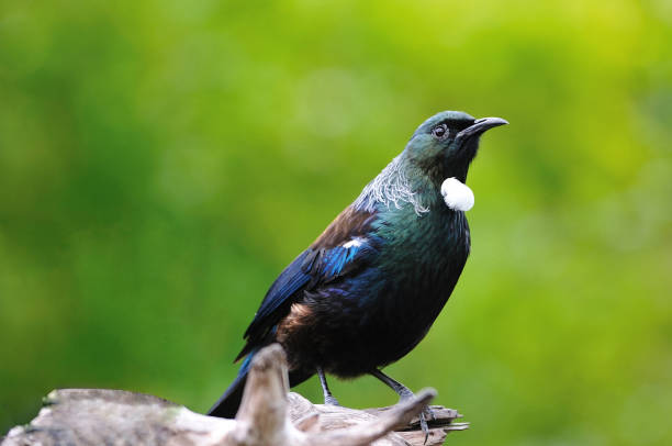 Tui Tui jay photos stock pictures, royalty-free photos & images