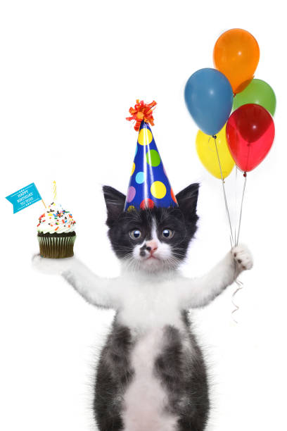 Cute Kitten Wishing You a Happy Birthday stock photo