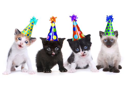 istock Birthday Song Singing Kittens on White Background 675488846