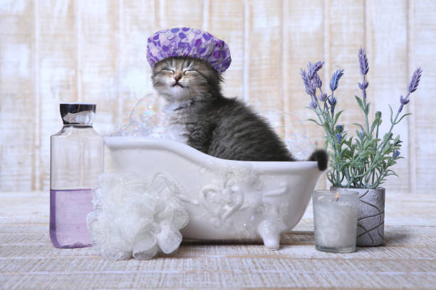 Adorable Kitten in A Bathtub Relaxing stock photo