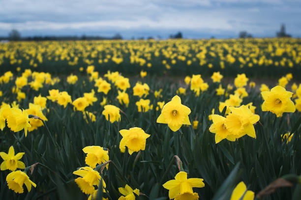 Seattle Pollen 80+ Seattle Pollen Stock Photos, Pictures & Royalty-Free Images - iStock