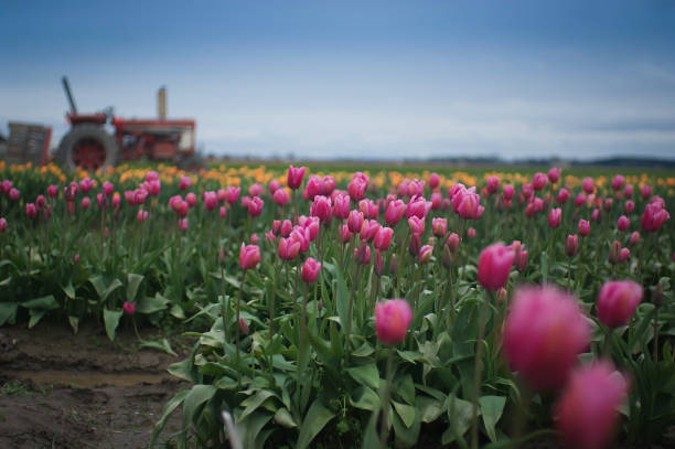 istock Tulip field with beautiful sky 675491298