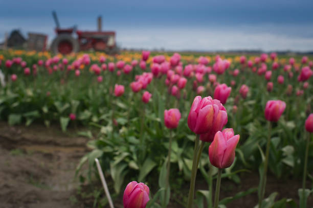istock Tulip field with beautiful sky 675491404