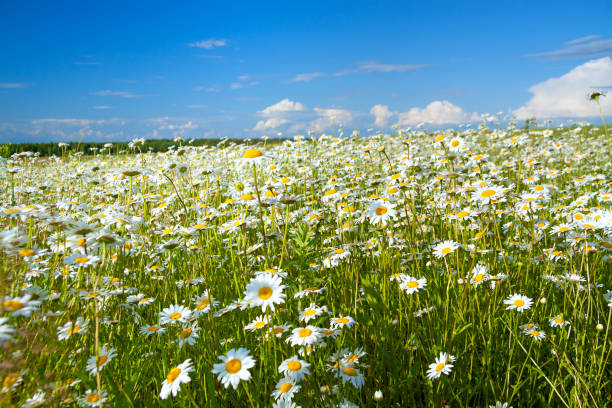 istock summer rural landscape with a field and  blue sky 675492126