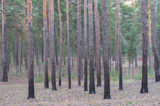 istock Mist is seen behind pine trees at the sunrise 675494556