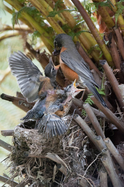 istock American Robin Parent Feeding Worms to Chicks in Nest 675495022