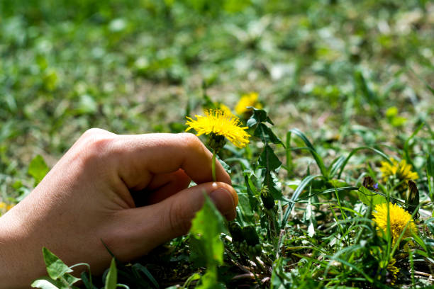 istock Pick a dandelion flower 675495224